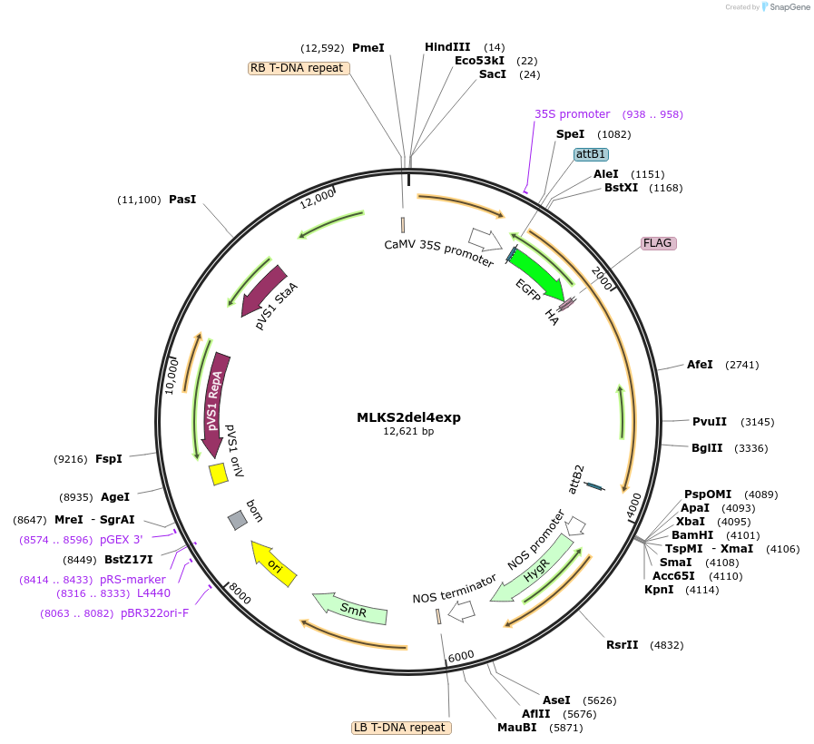 130861-plasmid-map-sequence-id-255913
