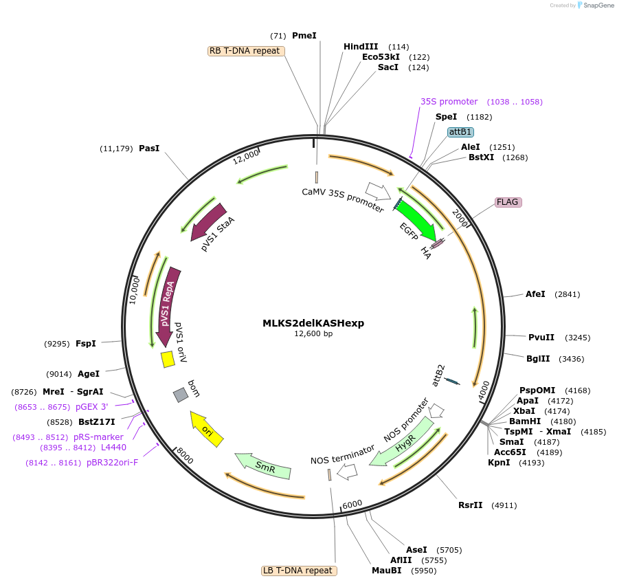 130862-plasmid-map-sequence-id-255915