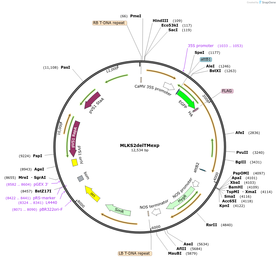 130863-plasmid-map-sequence-id-255916