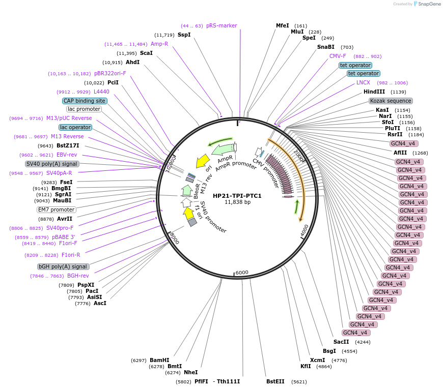 131043-plasmid-map-sequence-id-255918