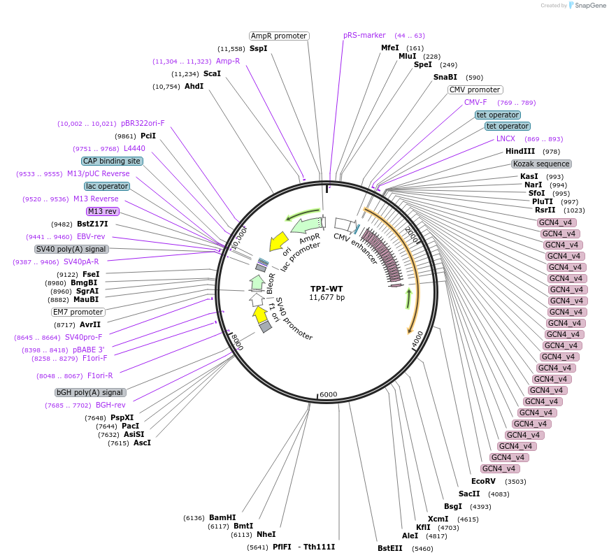 130697-plasmid-map-sequence-id-255920