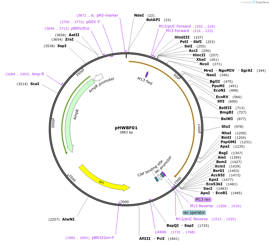 131022-plasmid-map-sequence-id-255923