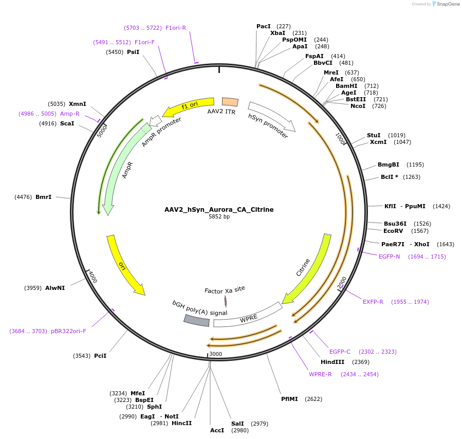 98219-plasmid-map-sequence-id-256052