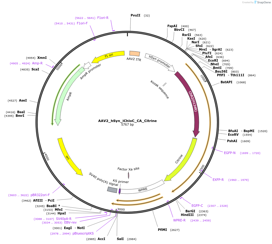 98220-plasmid-map-sequence-id-256053