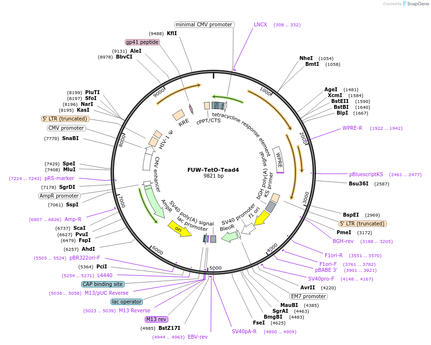 128832-plasmid-map-sequence-id-256054