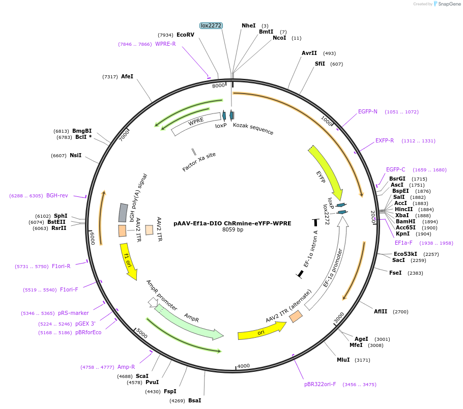 130996-plasmid-map-sequence-id-256055