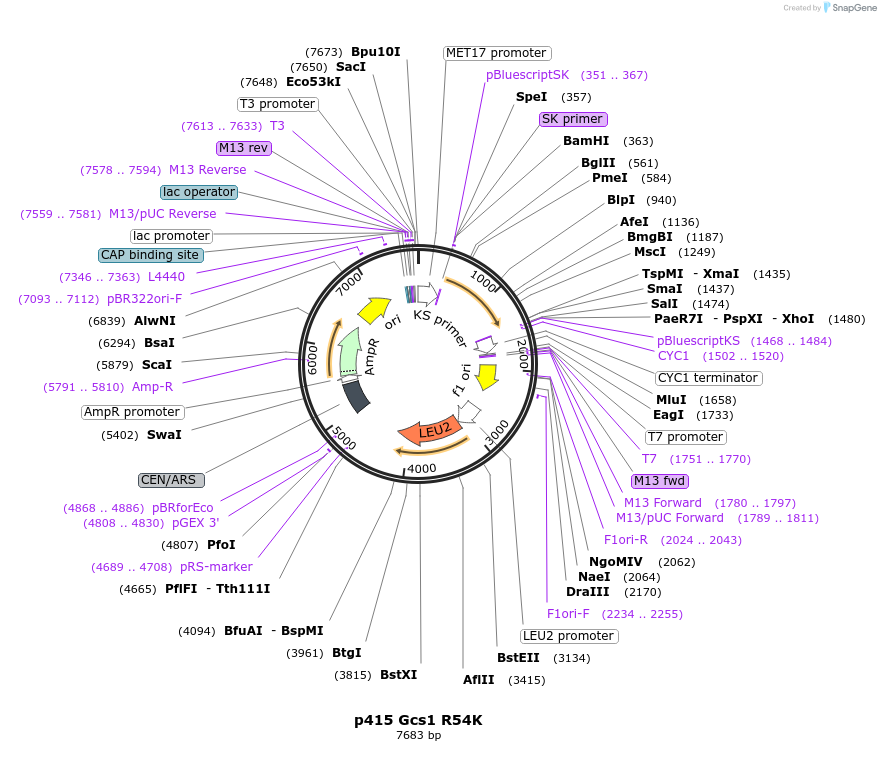 112647-plasmid-map-sequence-id-256066