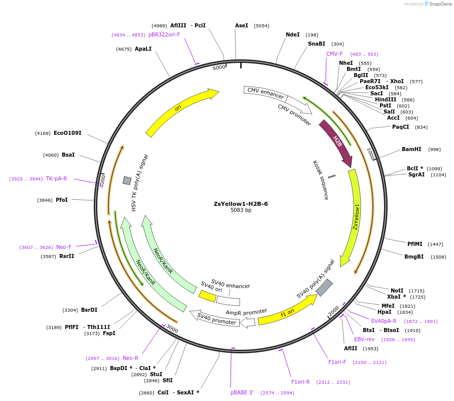 56639-plasmid-map-sequence-id-256067