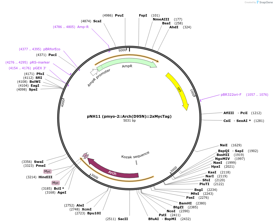 130275-plasmid-map-sequence-id-256084