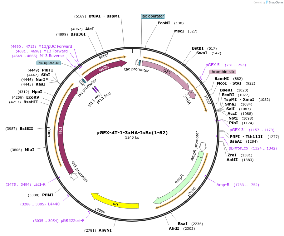 129226-plasmid-map-sequence-id-256090