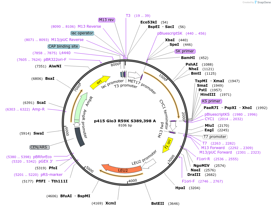 112656-plasmid-map-sequence-id-256091