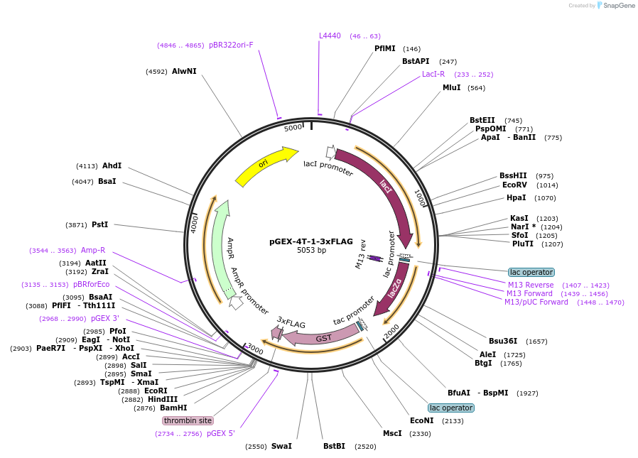 129570-plasmid-map-sequence-id-256099