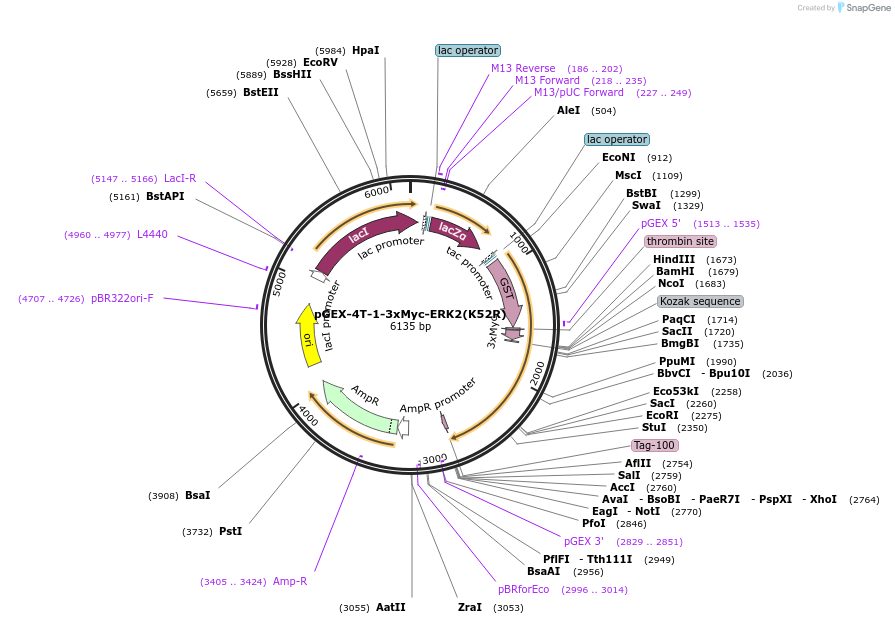 129228-plasmid-map-sequence-id-256102