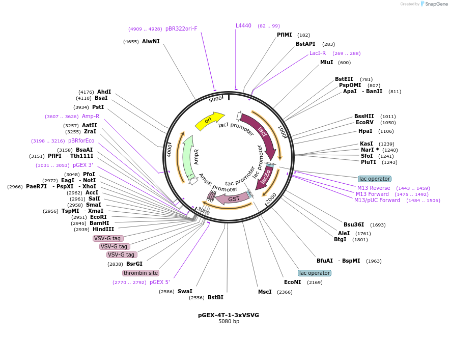129568-plasmid-map-sequence-id-256103