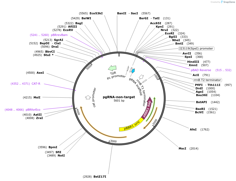 129465-plasmid-map-sequence-id-256110
