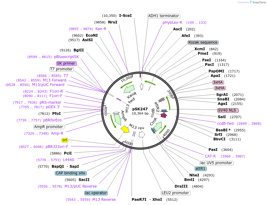 131148-plasmid-map-sequence-id-256134