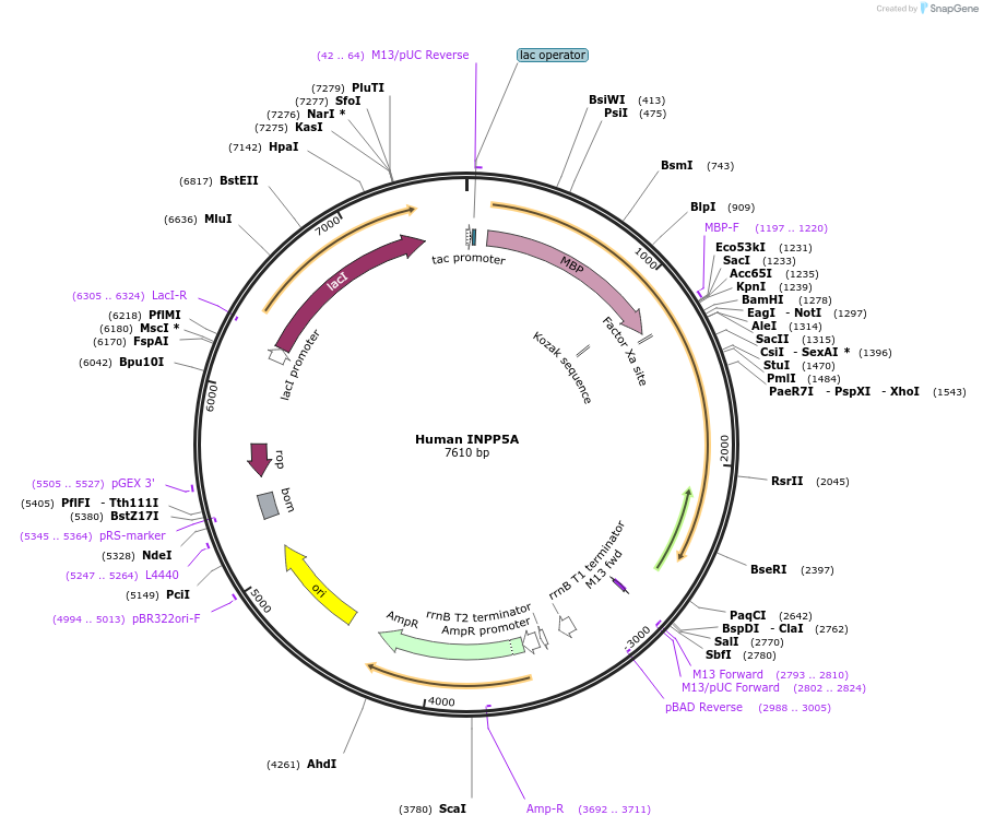 129587-plasmid-map-sequence-id-256151