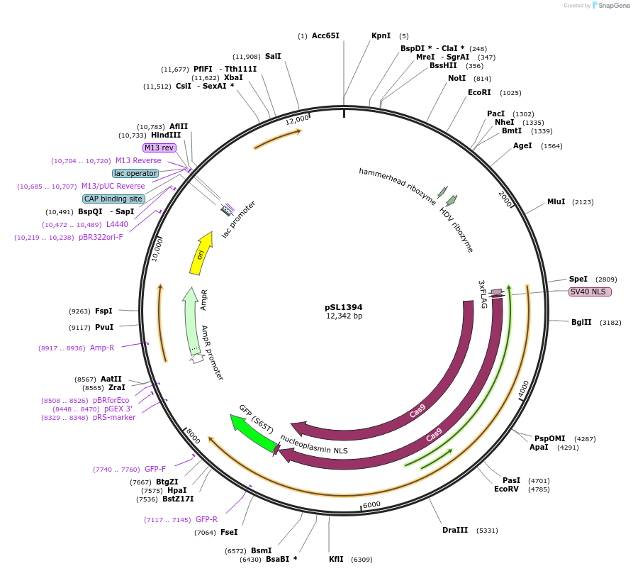 129522-plasmid-map-sequence-id-256153