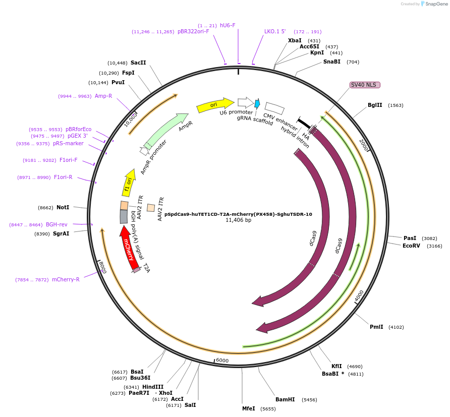 129038-plasmid-map-sequence-id-256168