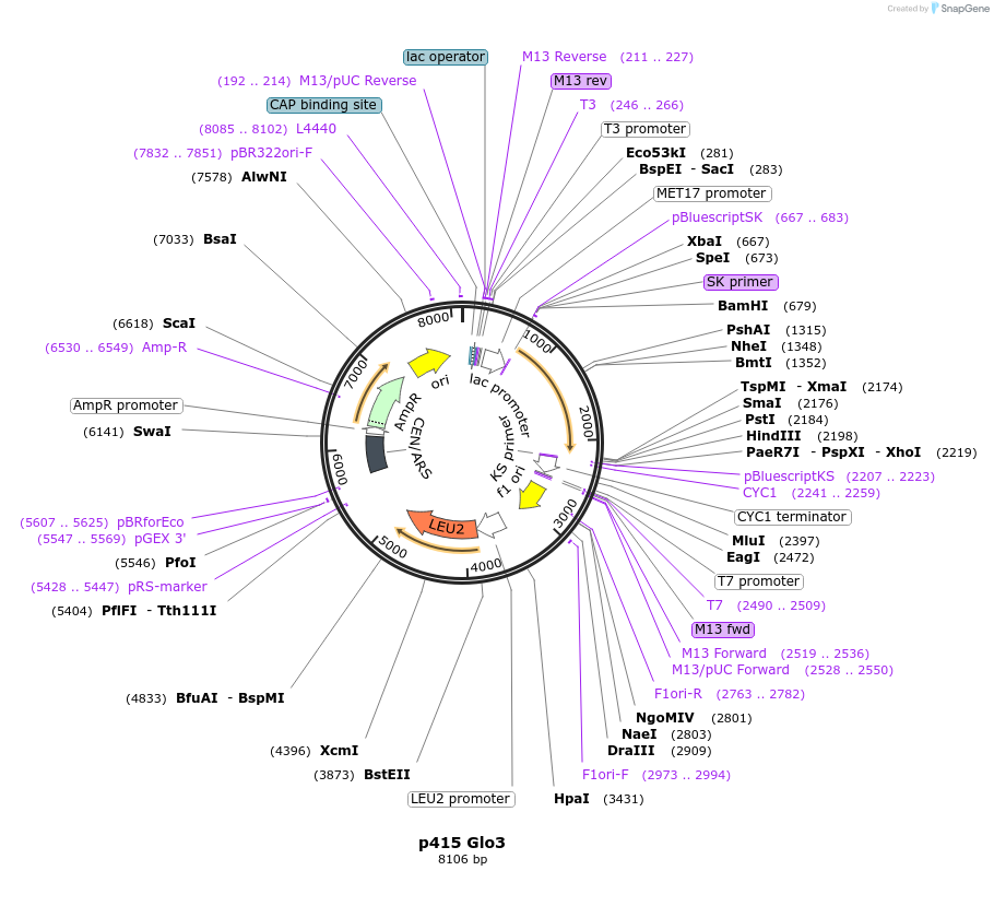 112651-plasmid-map-sequence-id-256190