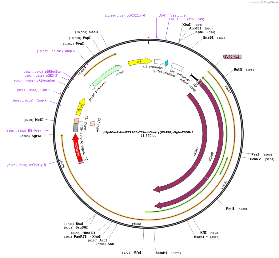 129043-plasmid-map-sequence-id-256197