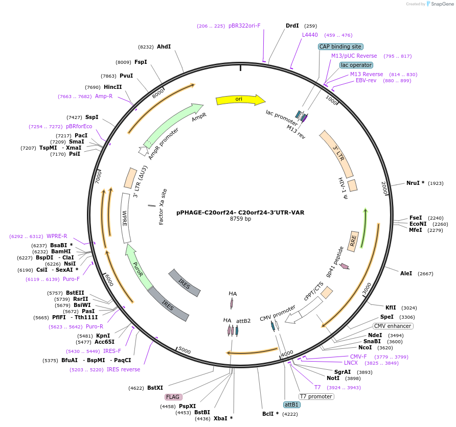 128509-plasmid-map-sequence-id-256199