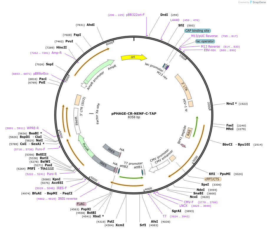 128511-plasmid-map-sequence-id-256206
