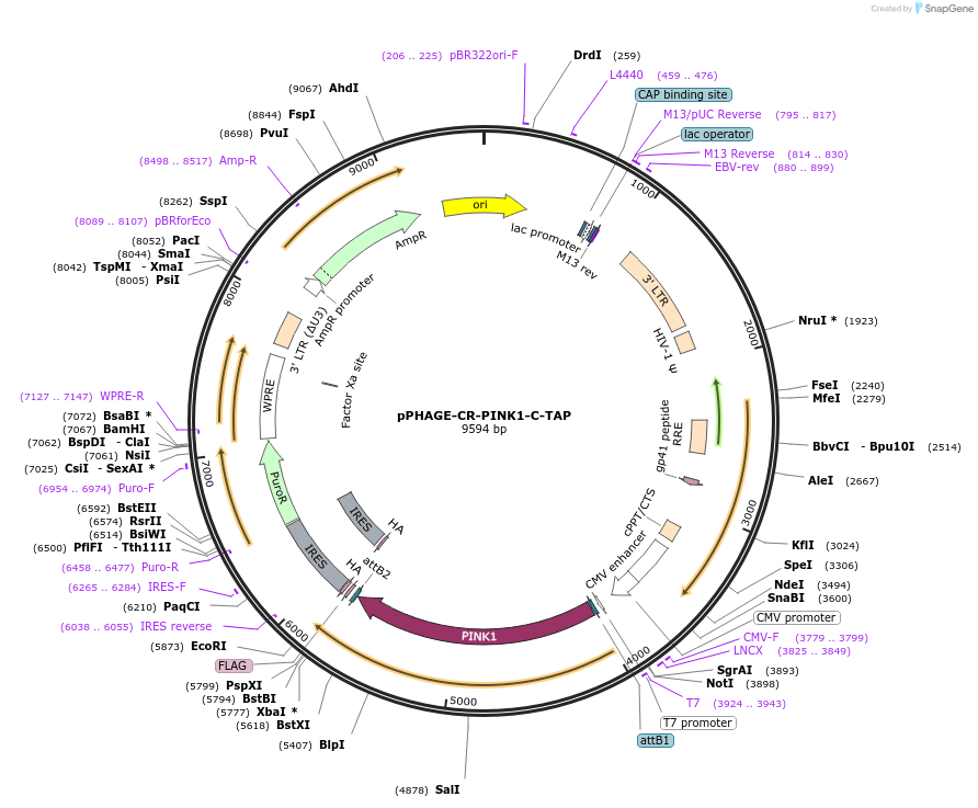 128510-plasmid-map-sequence-id-256209