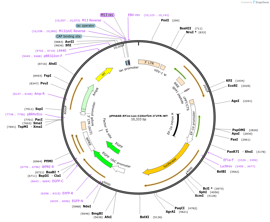 128551-plasmid-map-sequence-id-256210