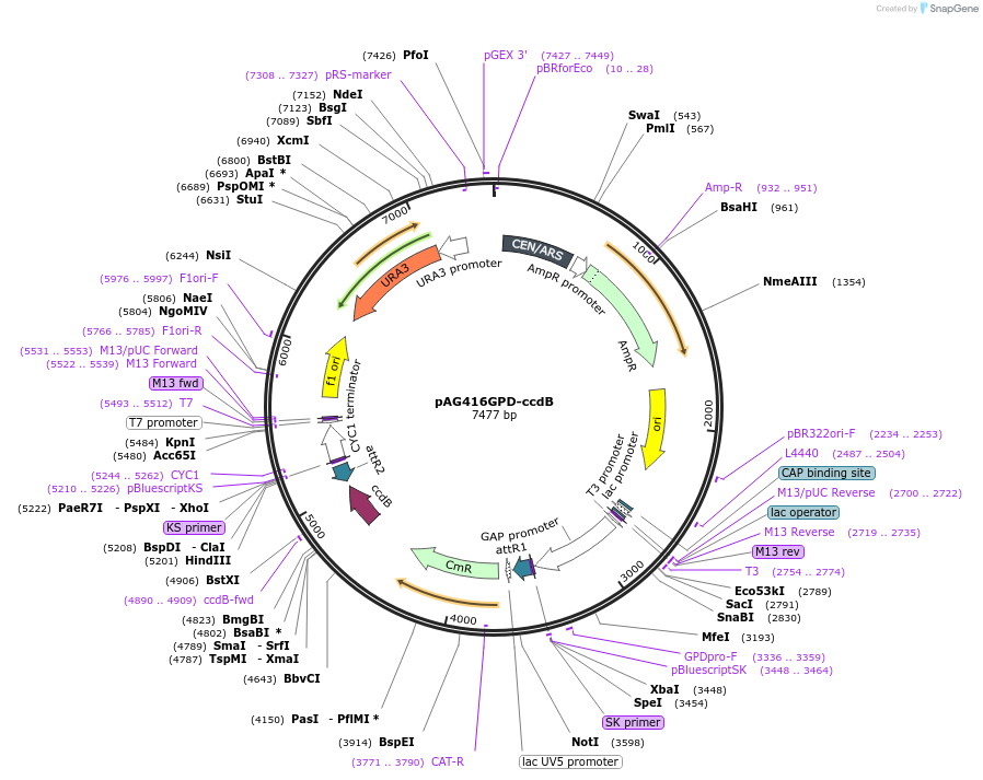 14148-plasmid-map-sequence-id-256237