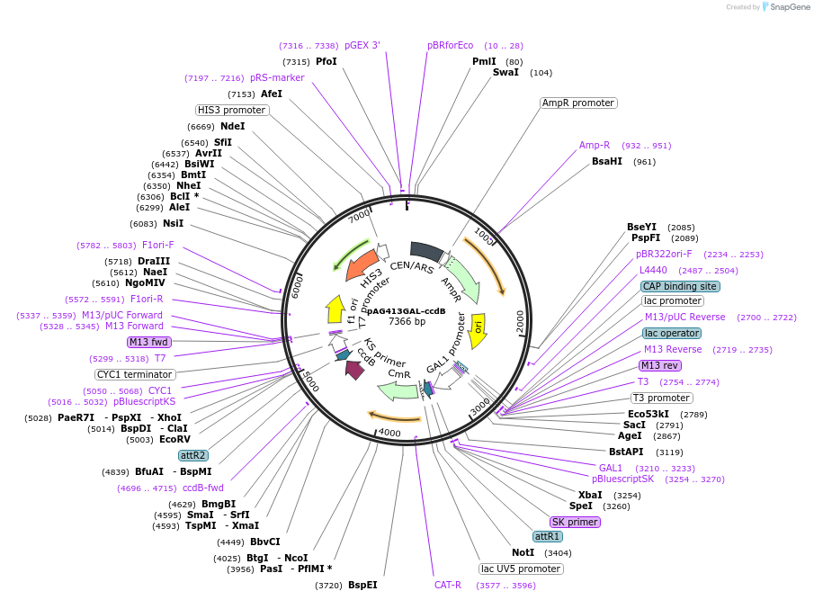 14141-plasmid-map-sequence-id-256239