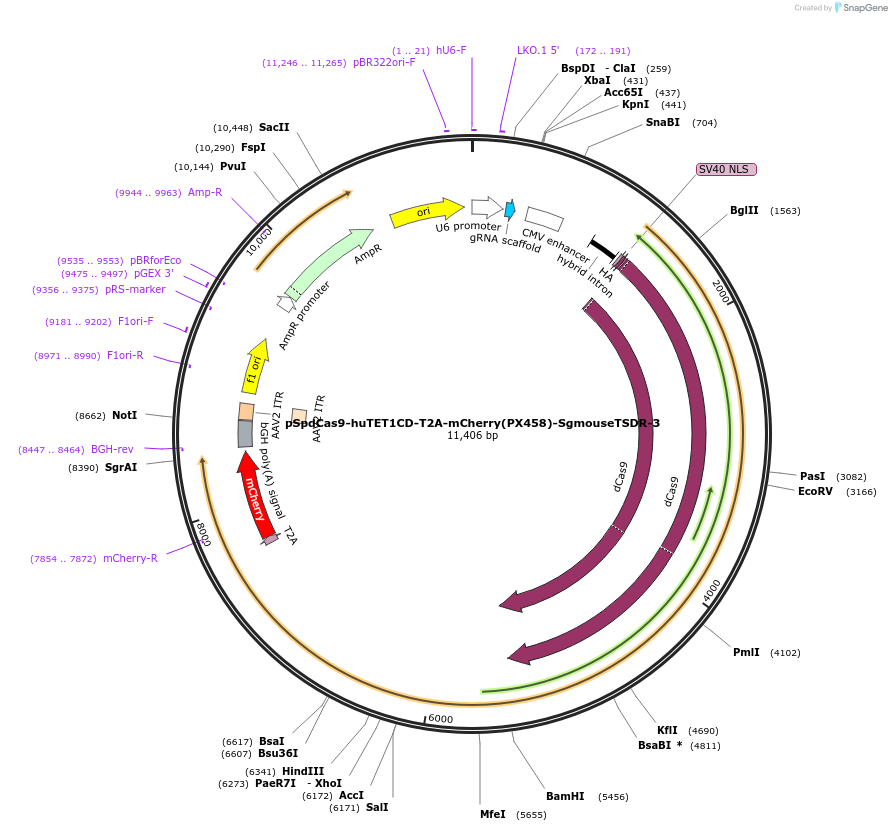 129055-plasmid-map-sequence-id-256243