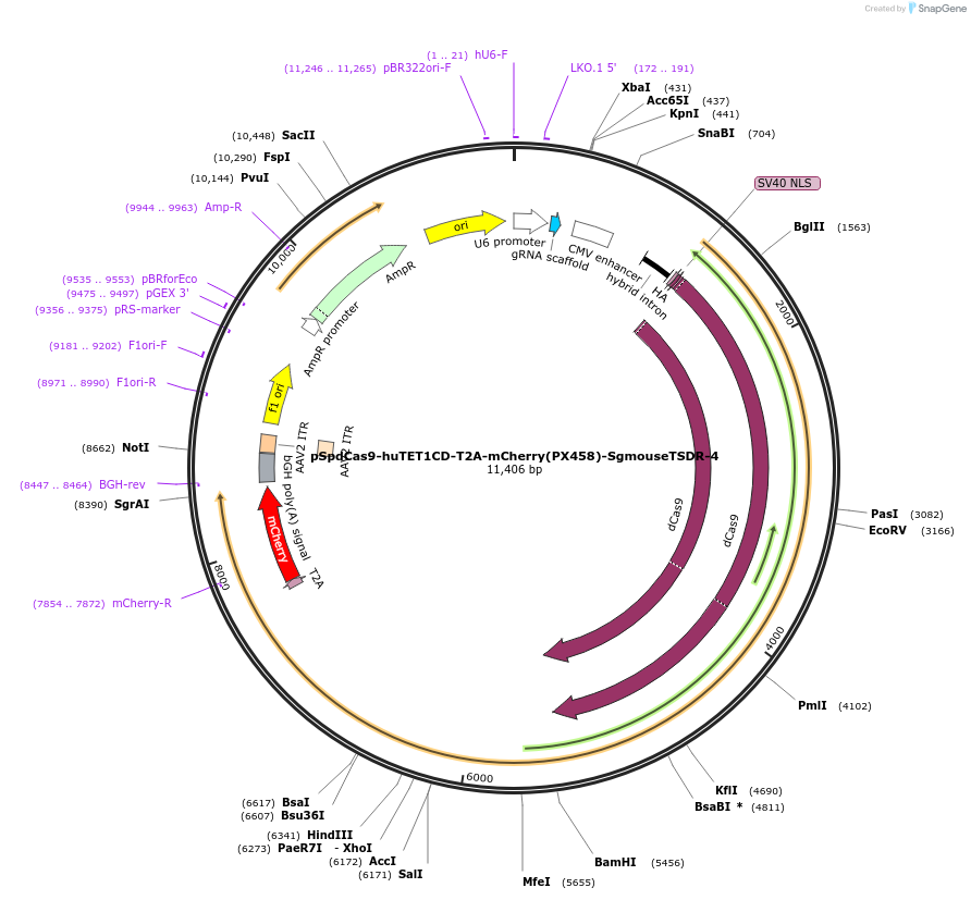 129056-plasmid-map-sequence-id-256244