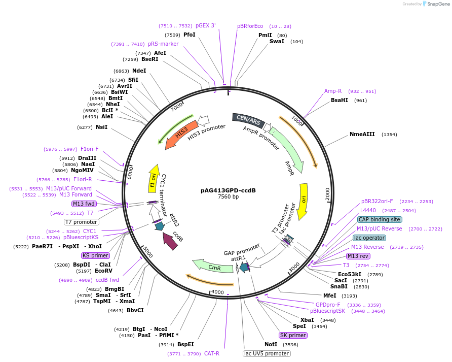 14142-plasmid-map-sequence-id-256245