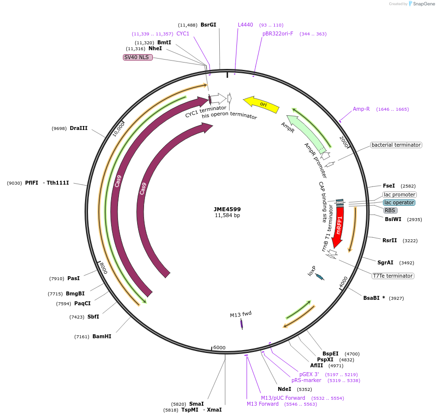 129660-plasmid-map-sequence-id-256269