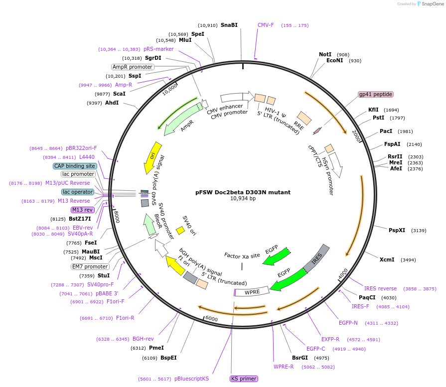 128815-plasmid-map-sequence-id-256274