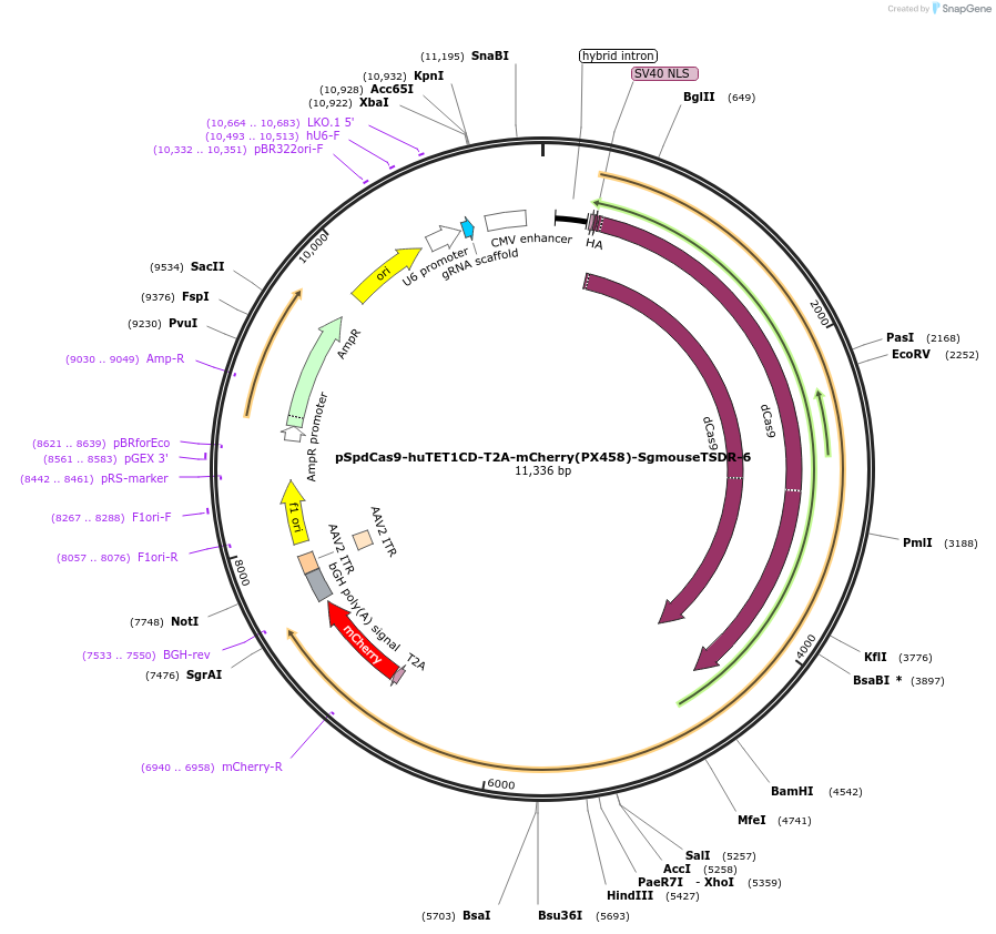 129058-plasmid-map-sequence-id-256276