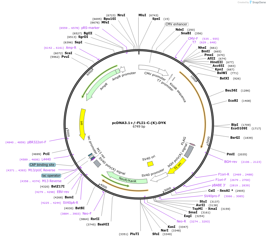 129497-plasmid-map-sequence-id-256341