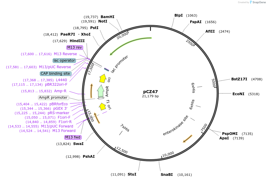 128414-plasmid-map-sequence-id-256356