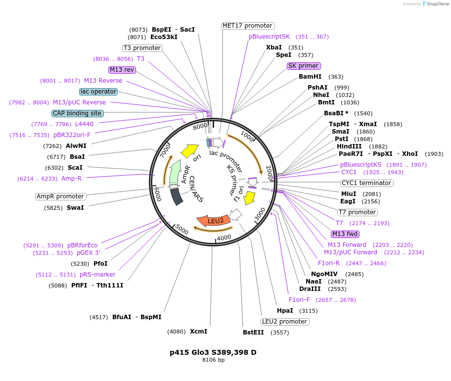 129486-plasmid-map-sequence-id-256371