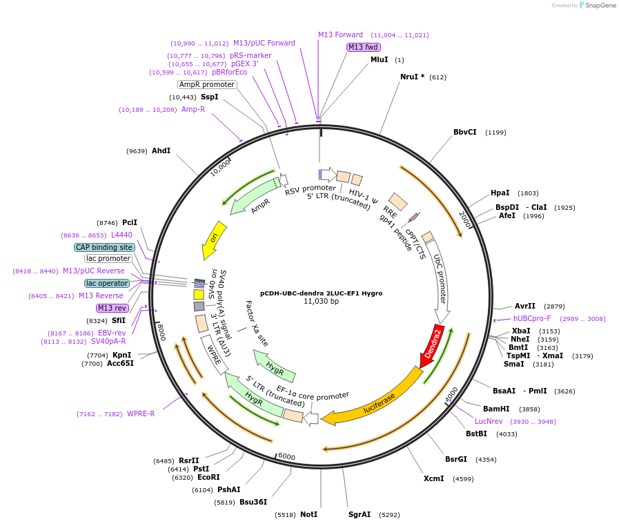 129439-plasmid-map-sequence-id-256444