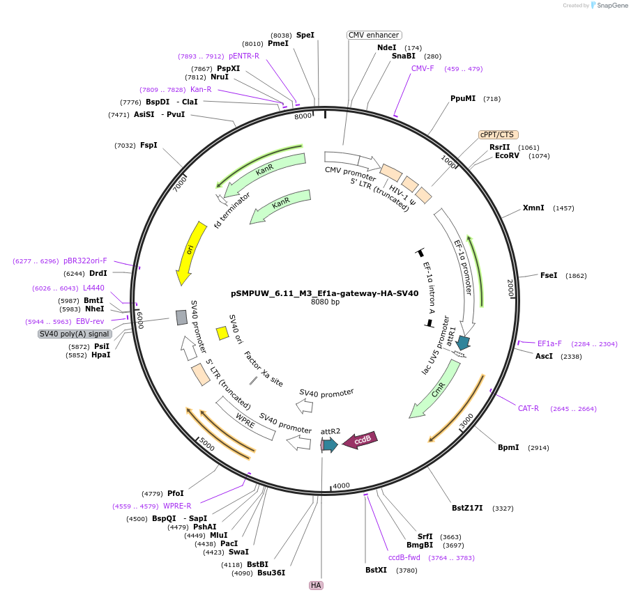 128447-plasmid-map-sequence-id-256451