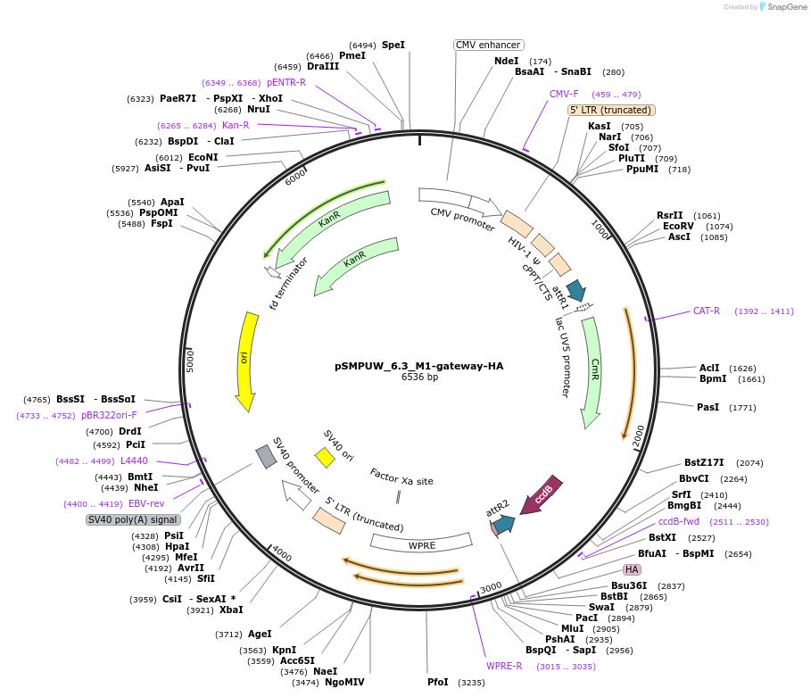 128439-plasmid-map-sequence-id-256453