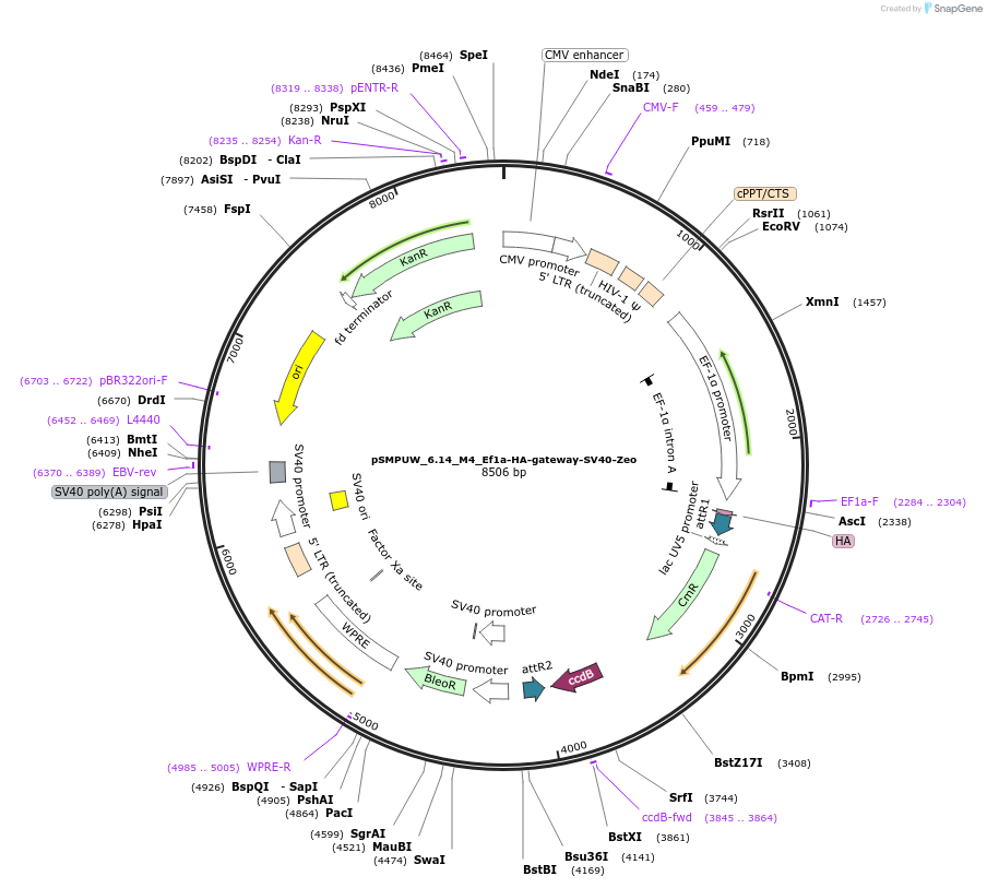 128450-plasmid-map-sequence-id-256464
