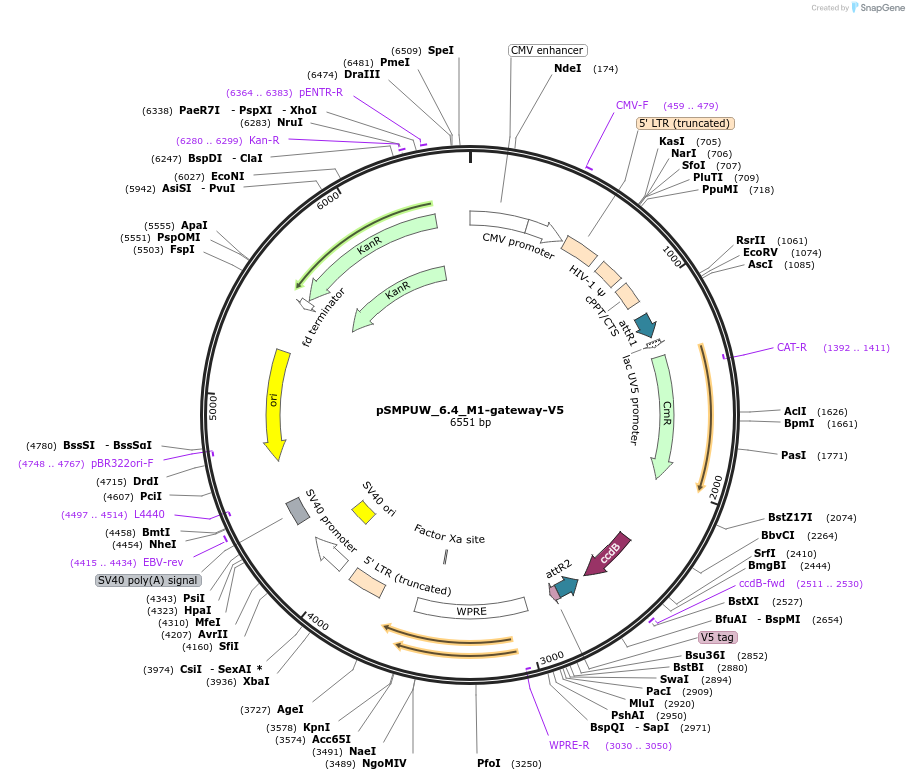 128440-plasmid-map-sequence-id-256466