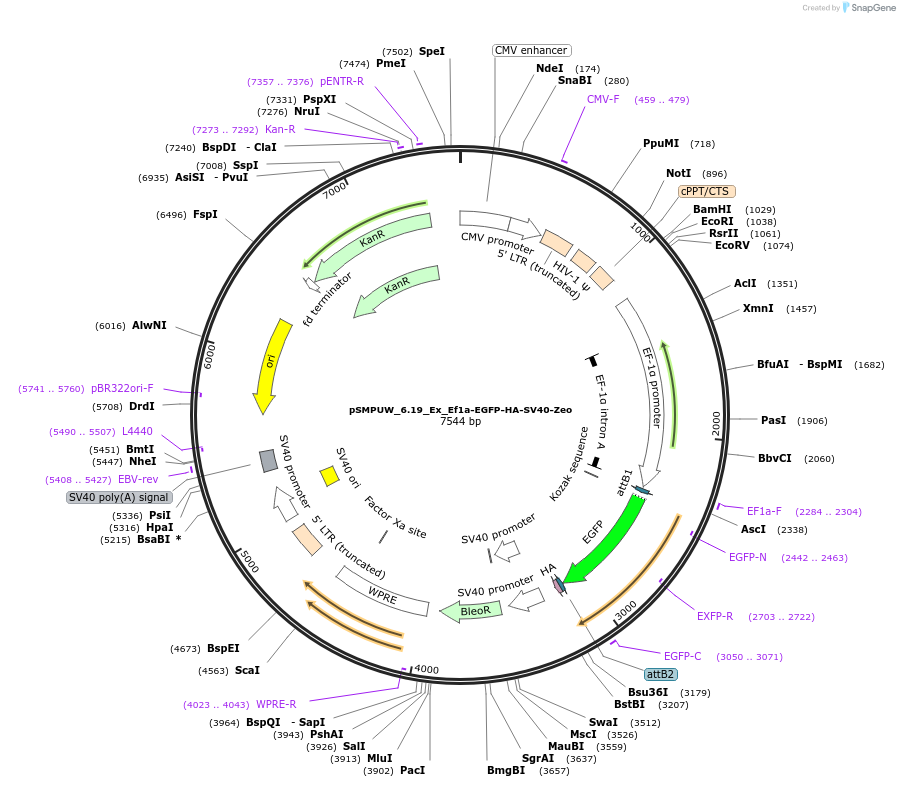 128455-plasmid-map-sequence-id-256467