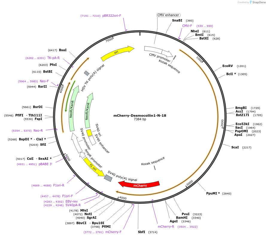 55028-plasmid-map-sequence-id-256480