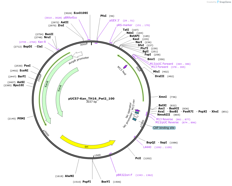 121377-plasmid-map-sequence-id-256491