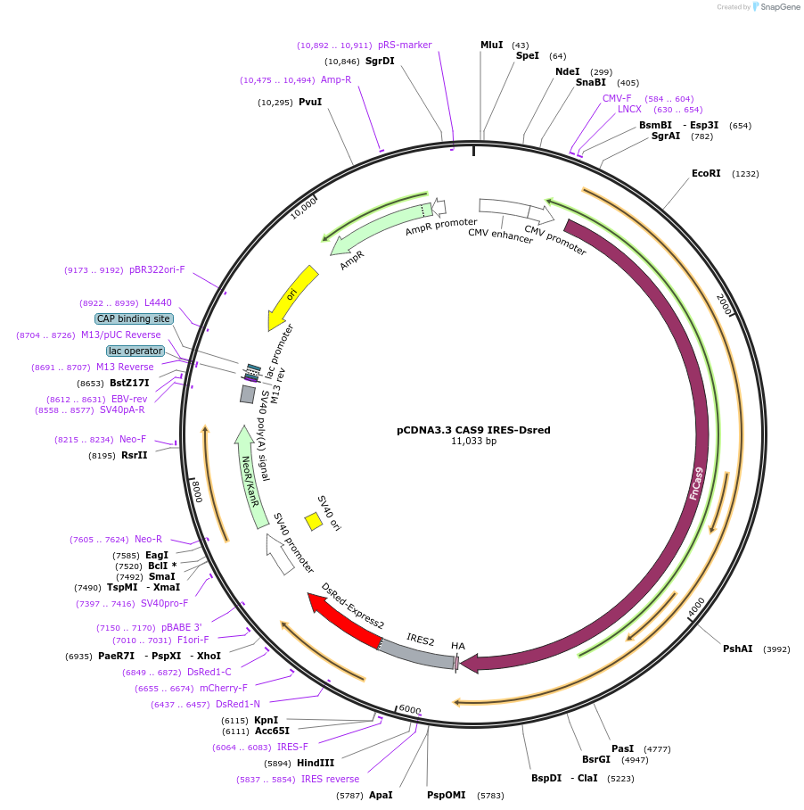 129444-plasmid-map-sequence-id-256492