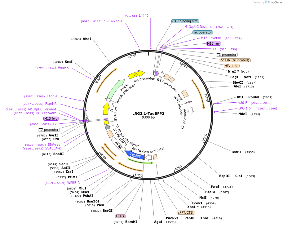 124773-plasmid-map-sequence-id-256579